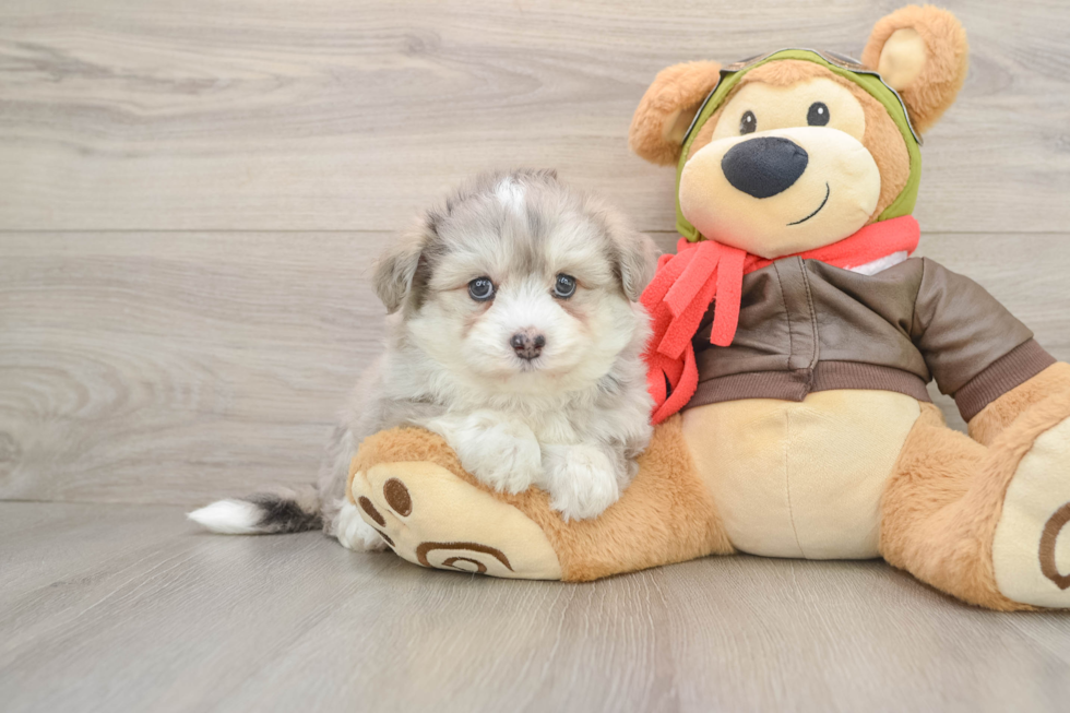 Best Mini Pomskydoodle Baby