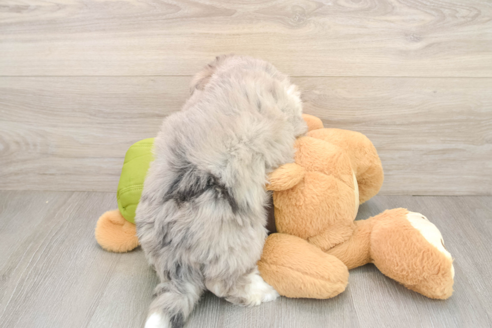 Best Mini Pomskydoodle Baby