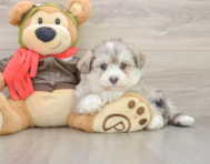 6 week old Mini Pomskydoodle Puppy For Sale - Simply Southern Pups