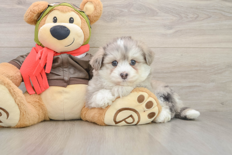Smart Mini Pomskydoodle Poodle Mix Pup