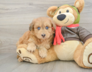 8 week old Mini Pomskydoodle Puppy For Sale - Simply Southern Pups