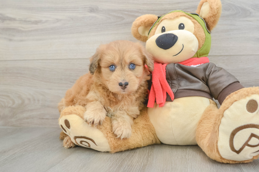 6 week old Mini Pomskydoodle Puppy For Sale - Simply Southern Pups