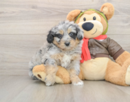 5 week old Mini Pomskydoodle Puppy For Sale - Simply Southern Pups