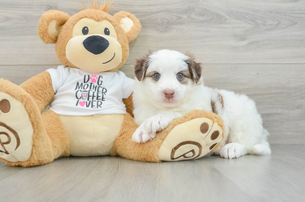 7 week old Mini Pomskydoodle Puppy For Sale - Simply Southern Pups