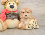 5 week old Mini Pomskydoodle Puppy For Sale - Simply Southern Pups