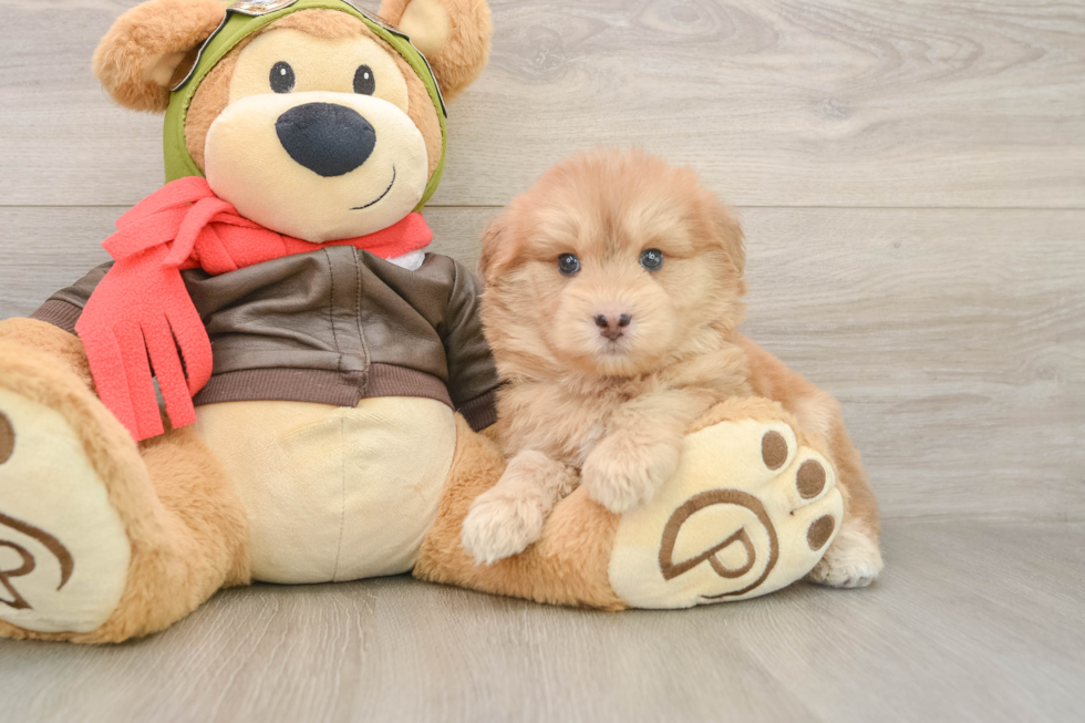 Best Mini Pomskydoodle Baby