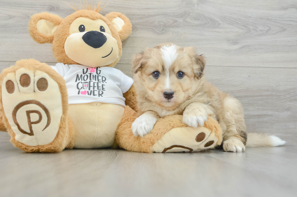 7 week old Mini Pomskydoodle Puppy For Sale - Simply Southern Pups