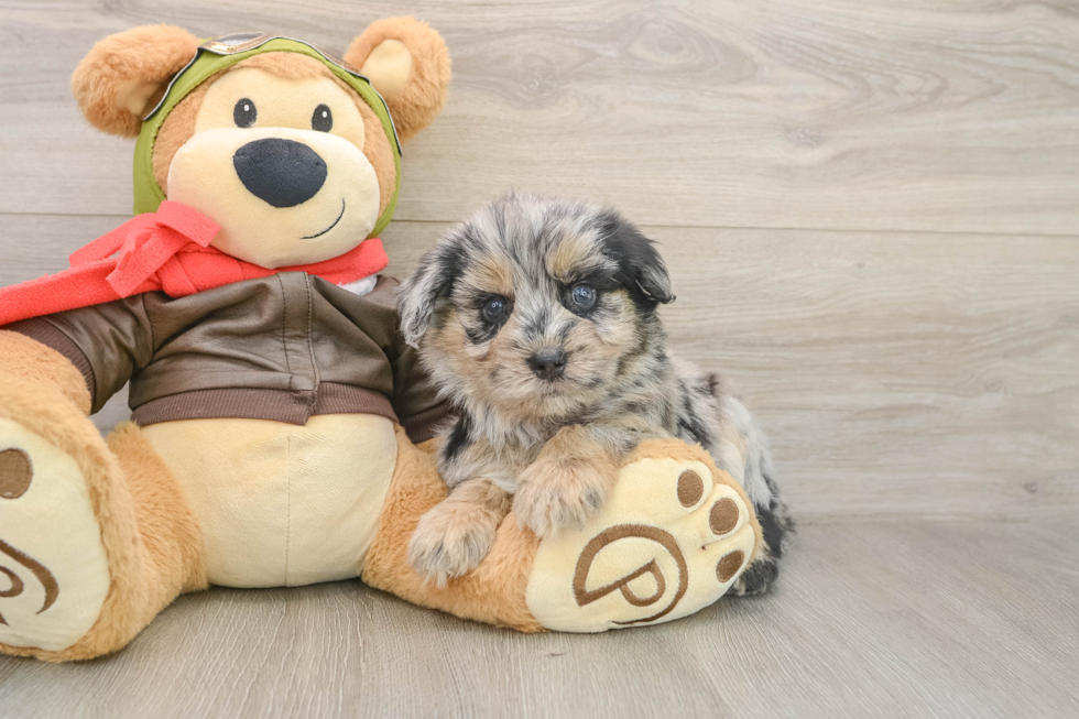 Little Pomsky Doodle Poodle Mix Puppy