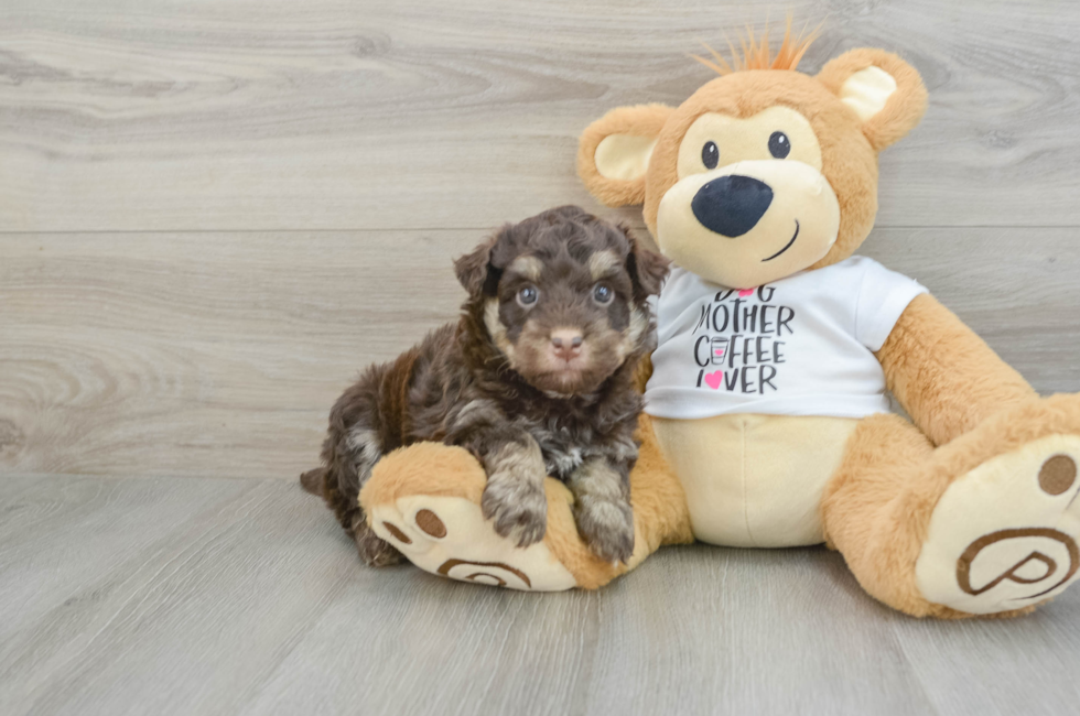 7 week old Mini Pomskydoodle Puppy For Sale - Simply Southern Pups