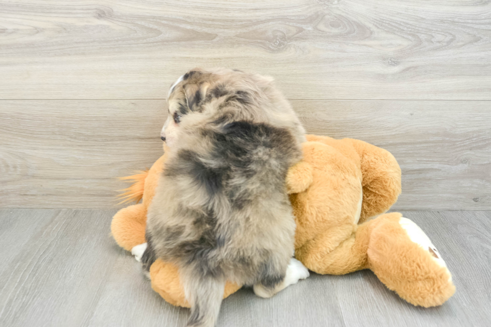 Playful Mini Pomskydoodle Poodle Mix Puppy