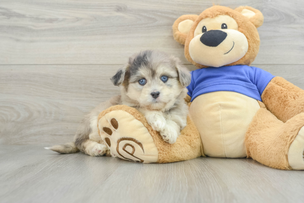 Playful Mini Pomskydoodle Poodle Mix Puppy