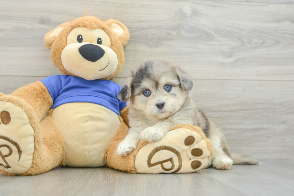 Fluffy Mini Pomskydoodle Poodle Mix Pup