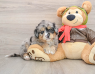 5 week old Mini Pomskydoodle Puppy For Sale - Simply Southern Pups