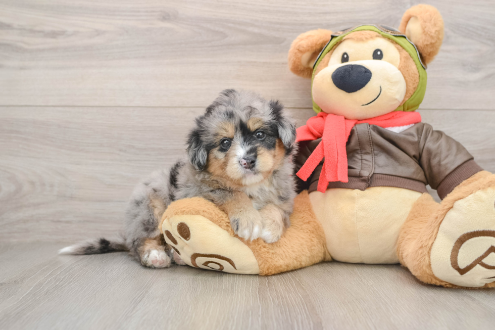 Fluffy Mini Pomskydoodle Poodle Mix Pup