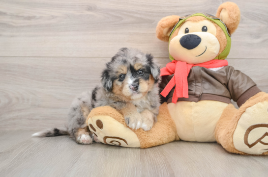 Fluffy Mini Pomskydoodle Poodle Mix Pup