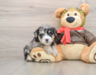 5 week old Mini Pomskydoodle Puppy For Sale - Simply Southern Pups
