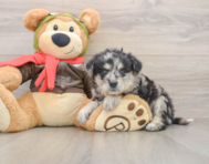 5 week old Mini Pomskydoodle Puppy For Sale - Simply Southern Pups