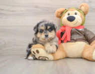 6 week old Mini Pomskydoodle Puppy For Sale - Simply Southern Pups