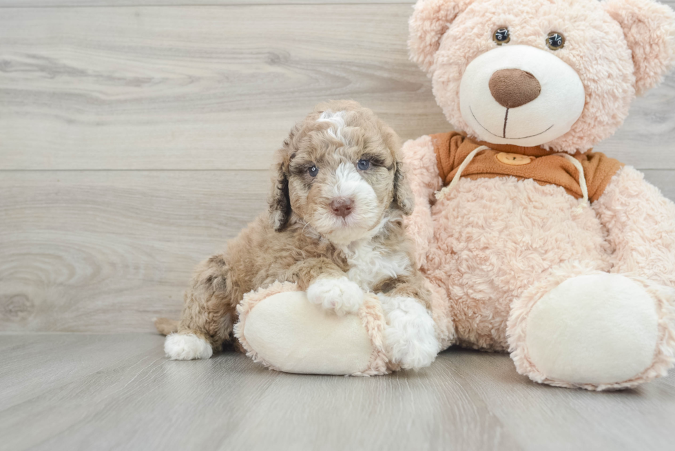 Playful Portidoo Poodle Mix Puppy