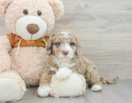 6 week old Mini Portidoodle Puppy For Sale - Simply Southern Pups
