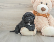 5 week old Mini Portidoodle Puppy For Sale - Simply Southern Pups