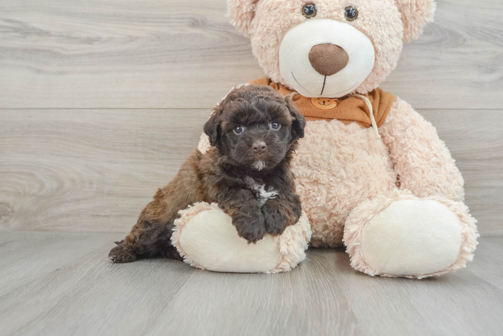 Petite Mini Portidoodle Poodle Mix Pup