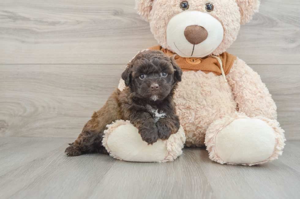 7 week old Mini Portidoodle Puppy For Sale - Simply Southern Pups