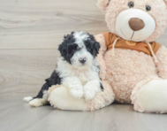 5 week old Mini Portidoodle Puppy For Sale - Simply Southern Pups