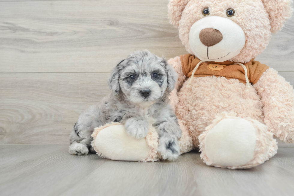 Popular Mini Portidoodle Poodle Mix Pup