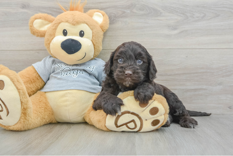 Popular Mini Portidoodle Poodle Mix Pup
