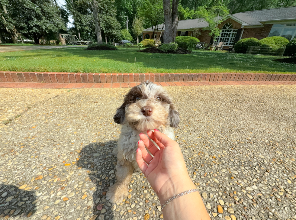 Mini Portidoodle Puppy for Adoption