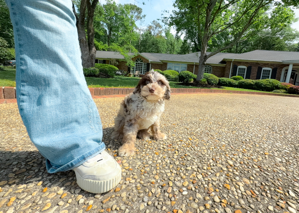 Cute Mini Portidoodle Poodle Mix Pup