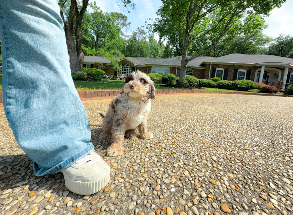 Cute Mini Portidoodle Poodle Mix Pup