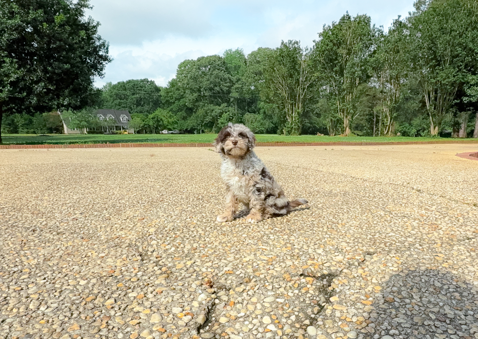 Cute Mini Portidoodle Baby