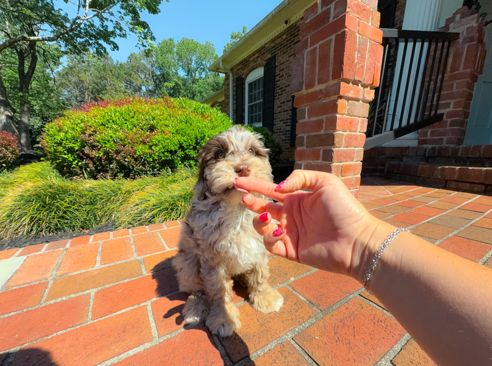 Cute Mini Portidoodle Poodle Mix Pup