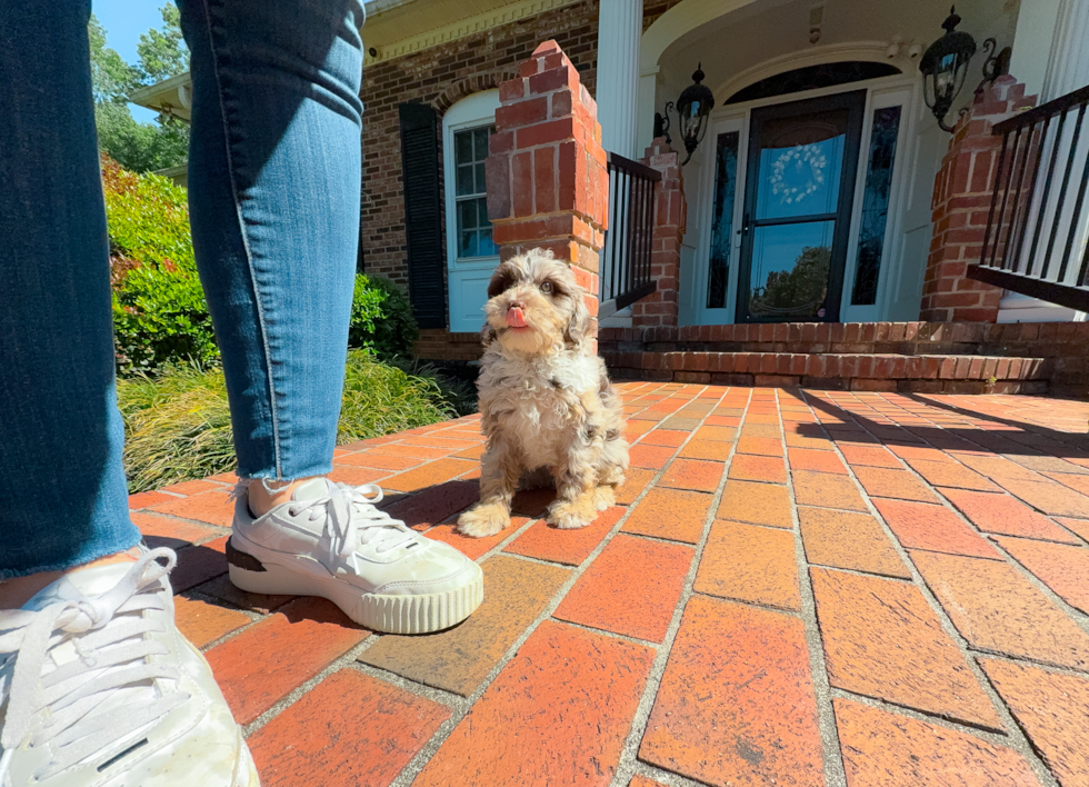Cute Mini Portidoodle Poodle Mix Pup