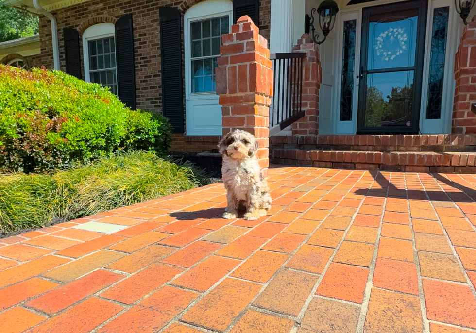 Best Mini Portidoodle Baby