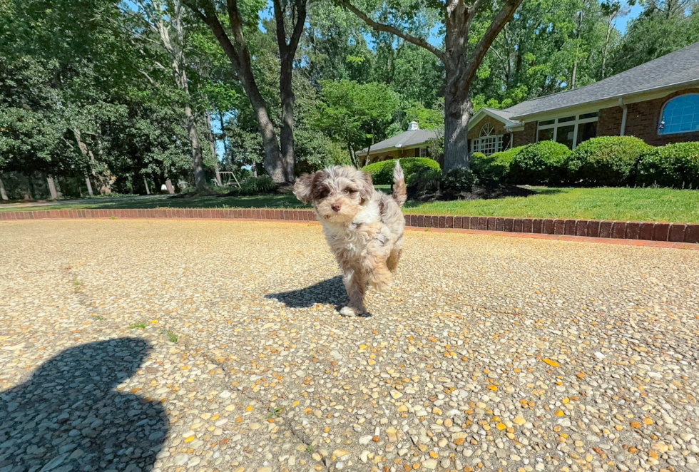 Cute Mini Portidoodle Poodle Mix Pup