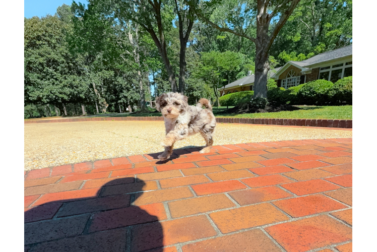 Cute Mini Portidoodle Poodle Mix Pup