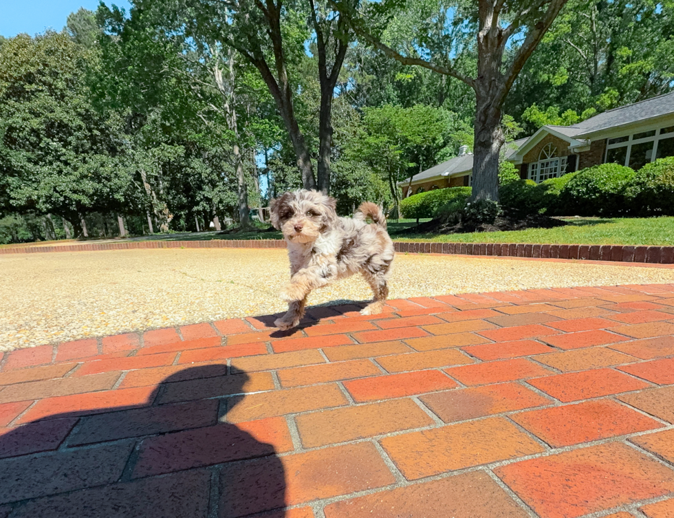 Cute Mini Portidoodle Poodle Mix Pup
