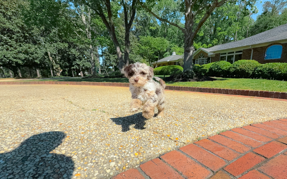 Cute Portipoo Poodle Mix Puppy