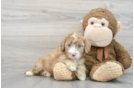 Best Mini Portidoodle Baby