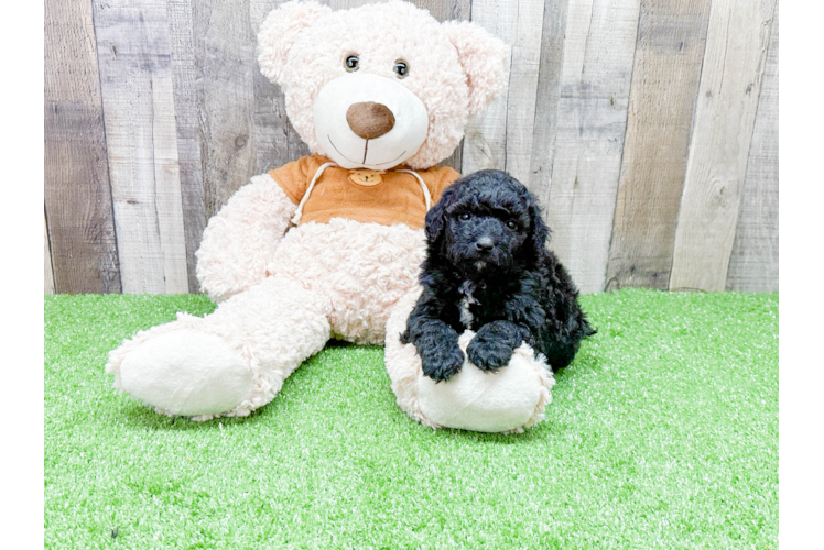 Energetic Portuguese Water Dog Poodle Mix Puppy