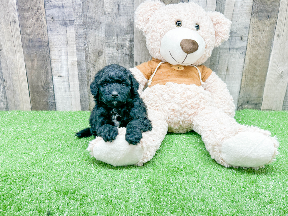 Smart Mini Portidoodle Poodle Mix Pup