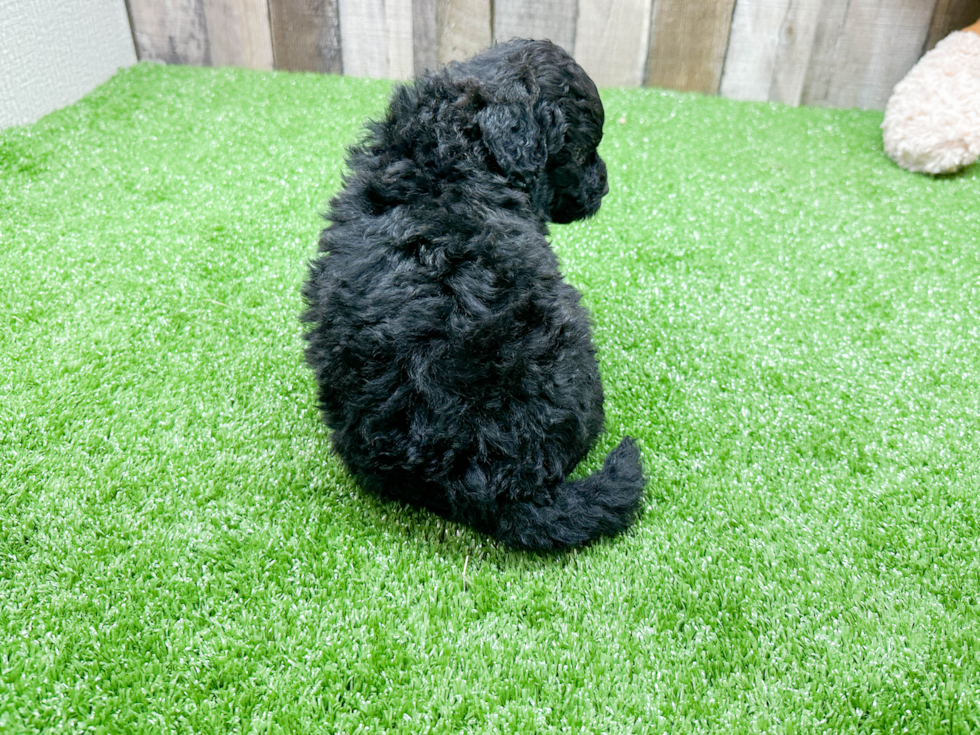 Best Mini Portidoodle Baby