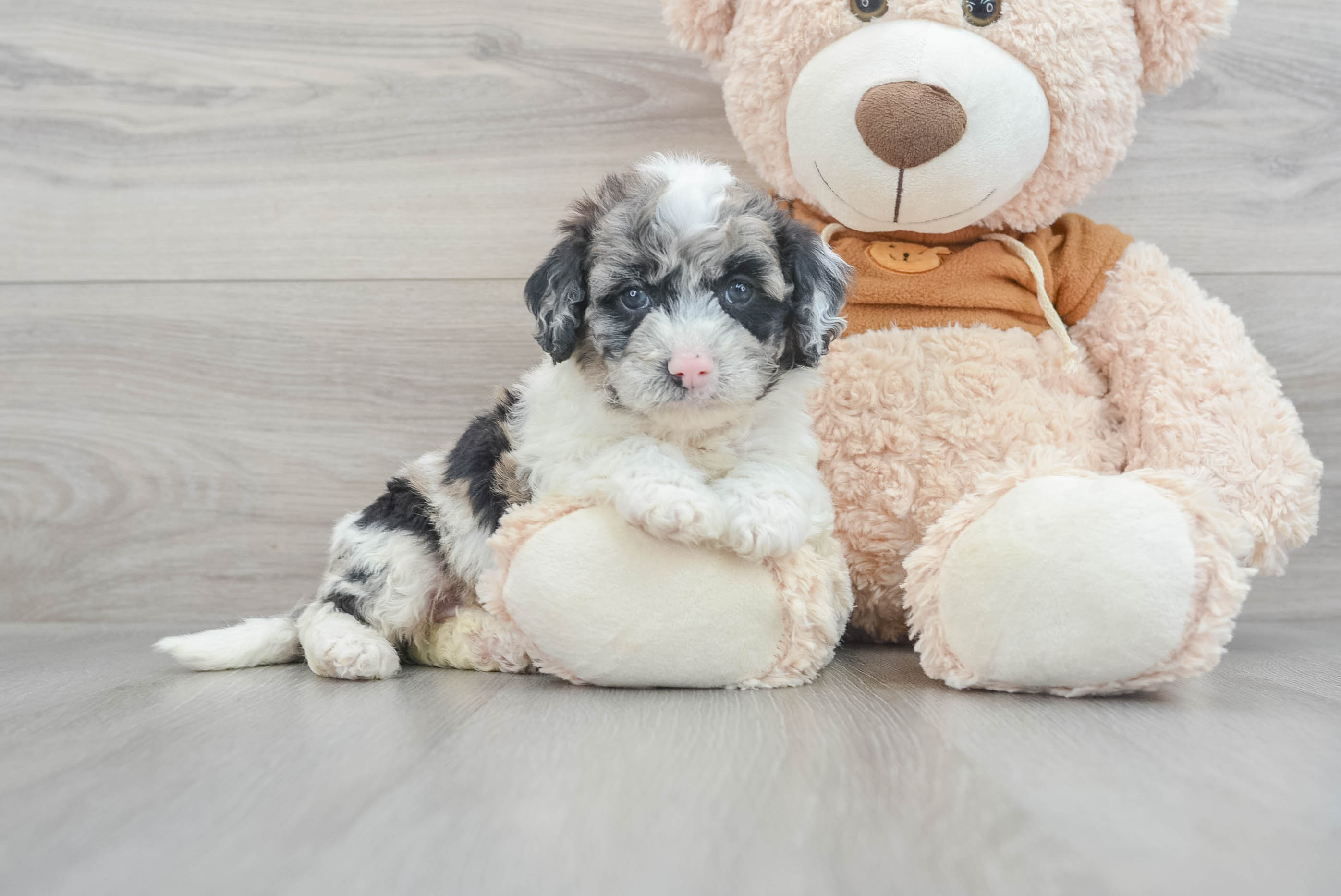 Portuguese water dog hot sale poodle mix puppies