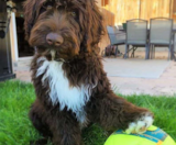 Mini Portidoodle Puppies For Sale Simply Southern Pups