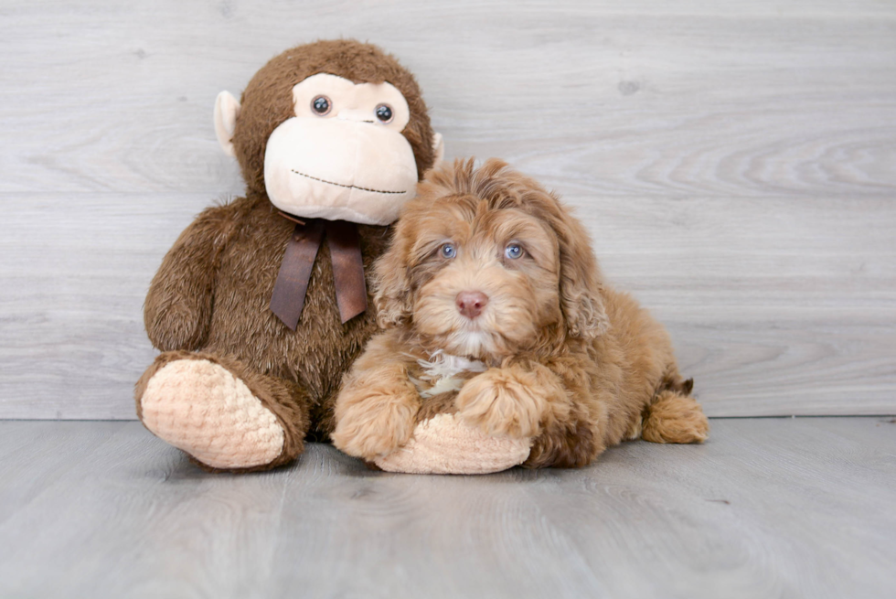 Mini Portidoodle Puppy for Adoption