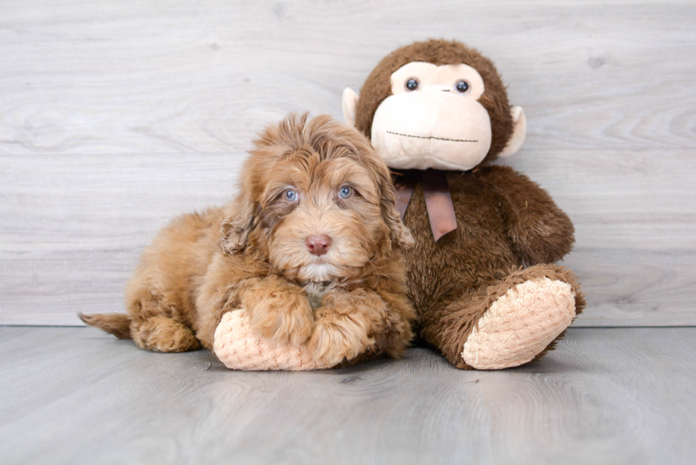 Mini Portidoodle Pup Being Cute