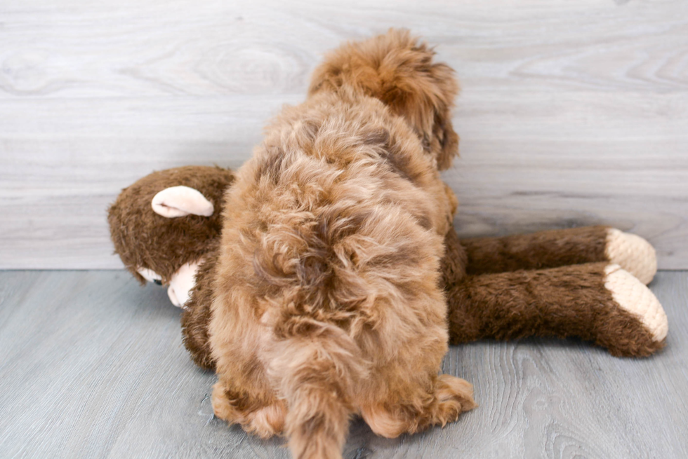 Playful Portuguese Water Dog Poodle Mix Puppy